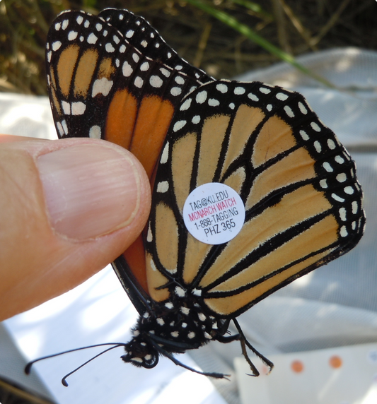Is Tagging Adversely Affecting Monarch Butterflies?