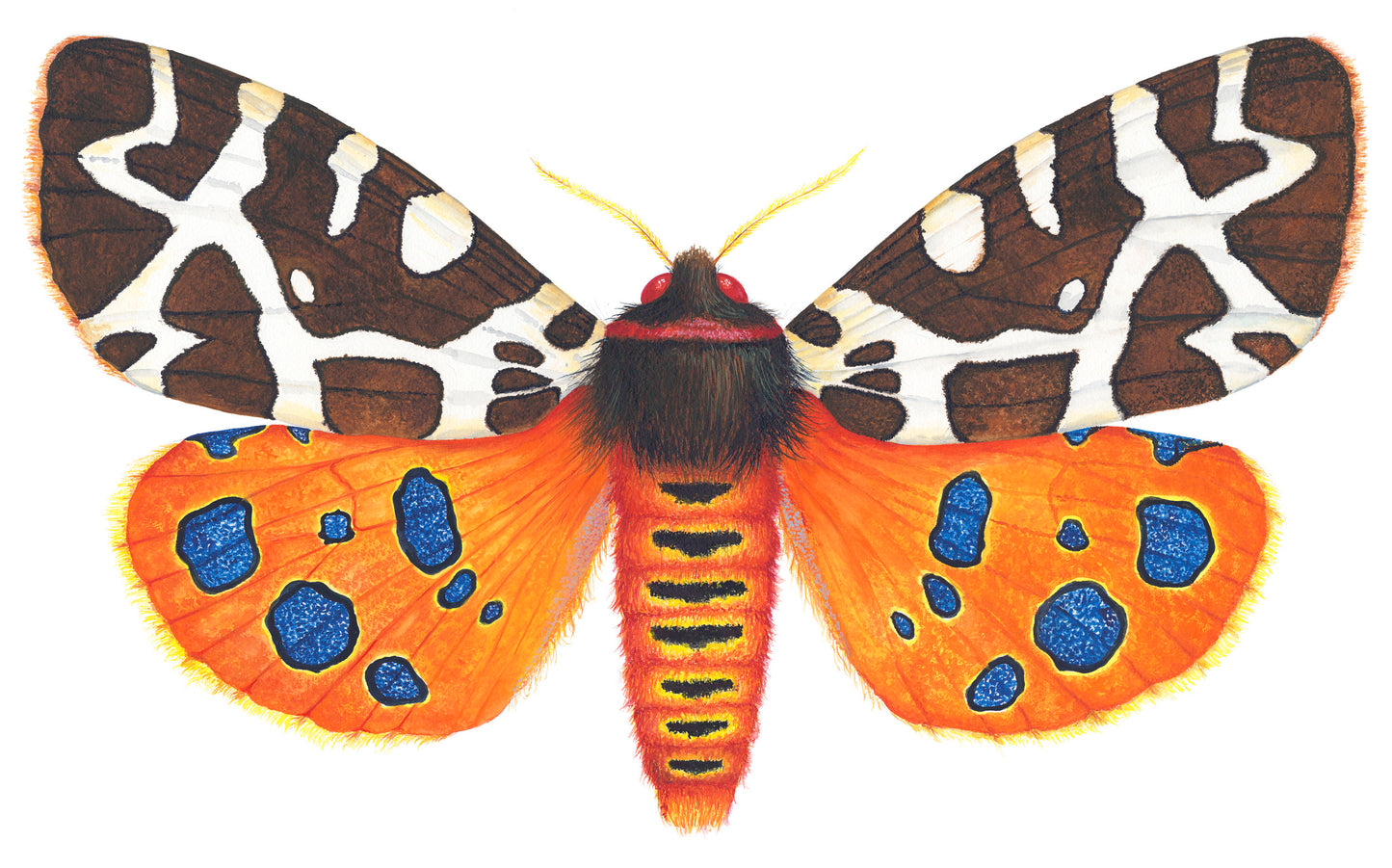 GARDEN TIGER MOTH - original watercolour