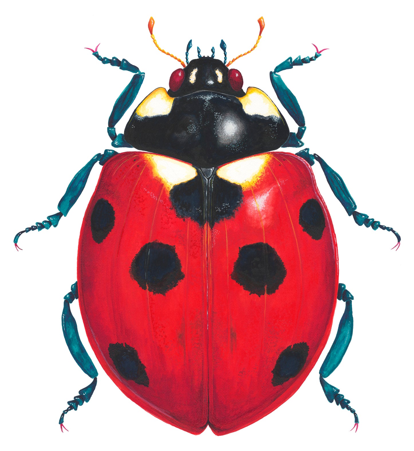7 Spot Ladybird/Ladybug - giclee print