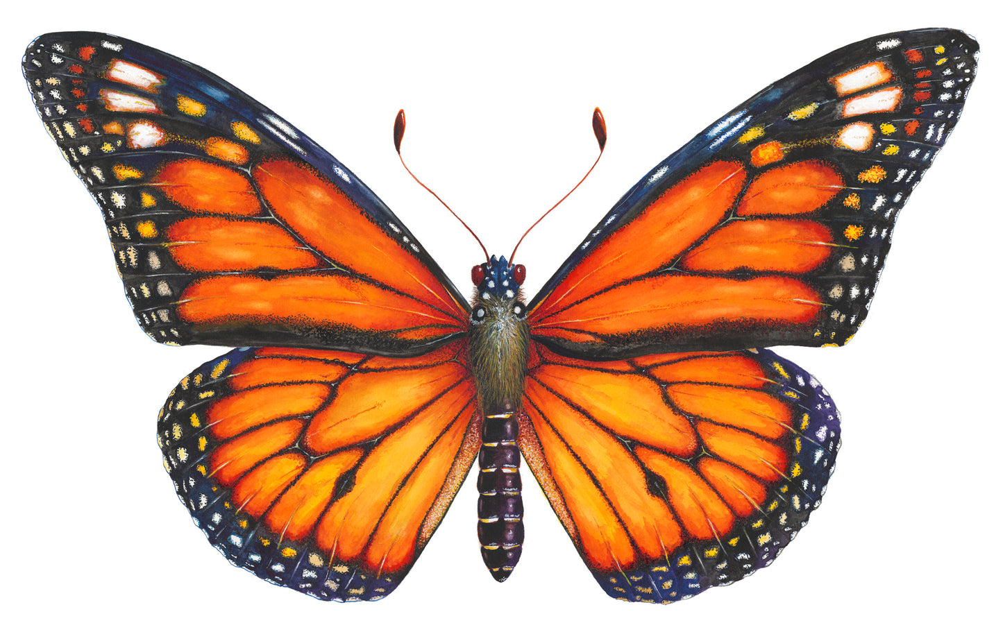 MONARCH BUTTERFLY - original watercolour