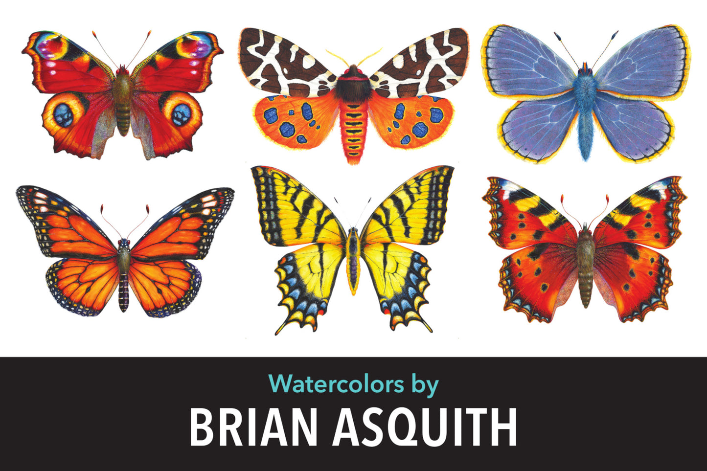 Small Tortoiseshell Butterfly - original watercolour