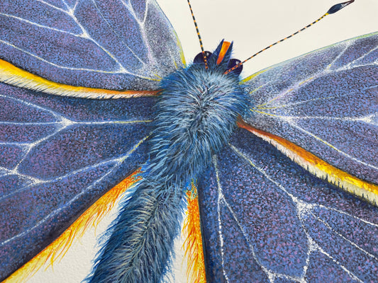 COMMON BLUE BUTTERFLY - original watercolour