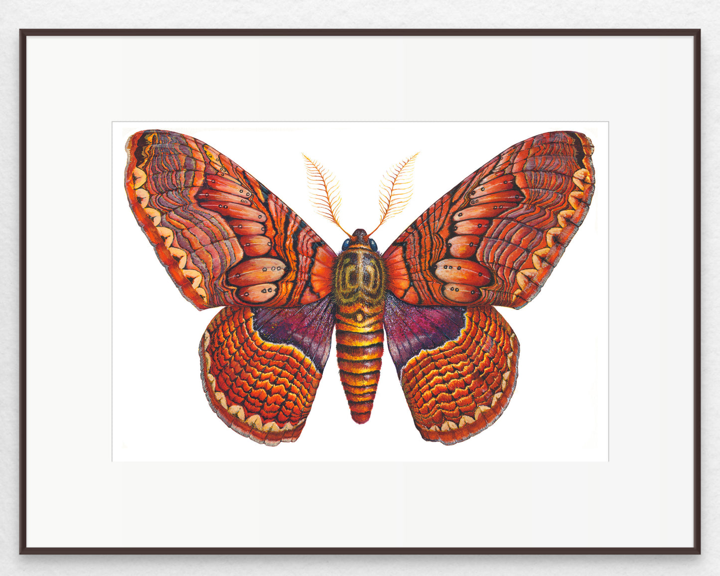 BRAHMIN MOTH - original watercolour