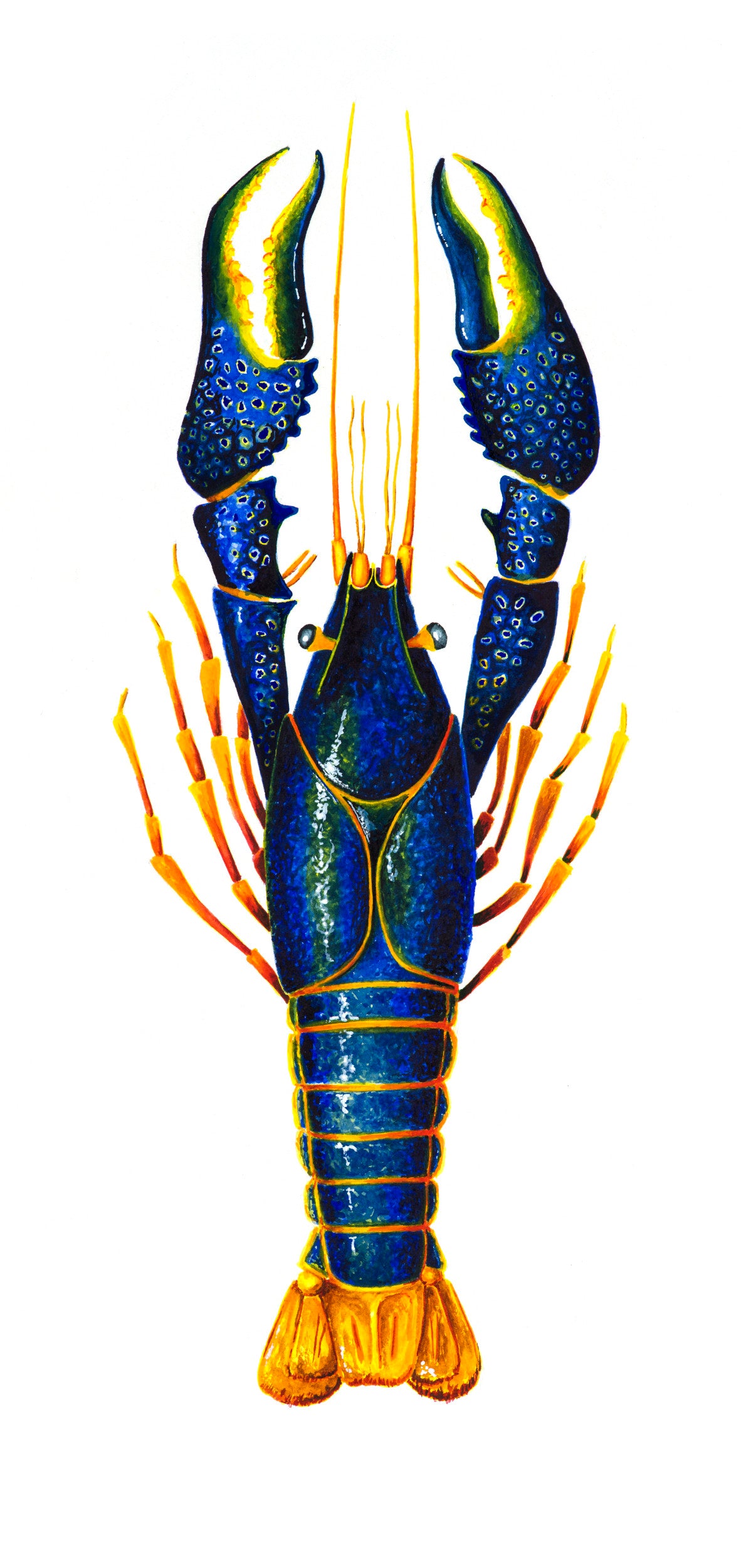 CRAYFISH - BLUE - giclee print