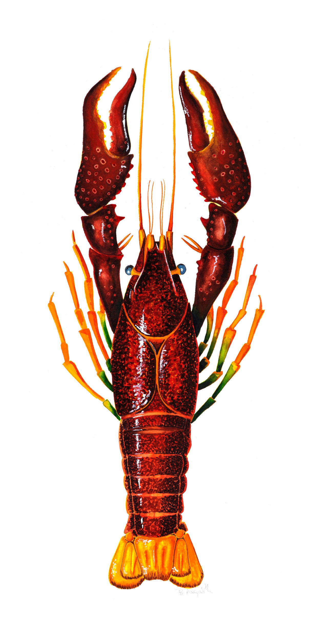CRAYFISH - RED - giclee print