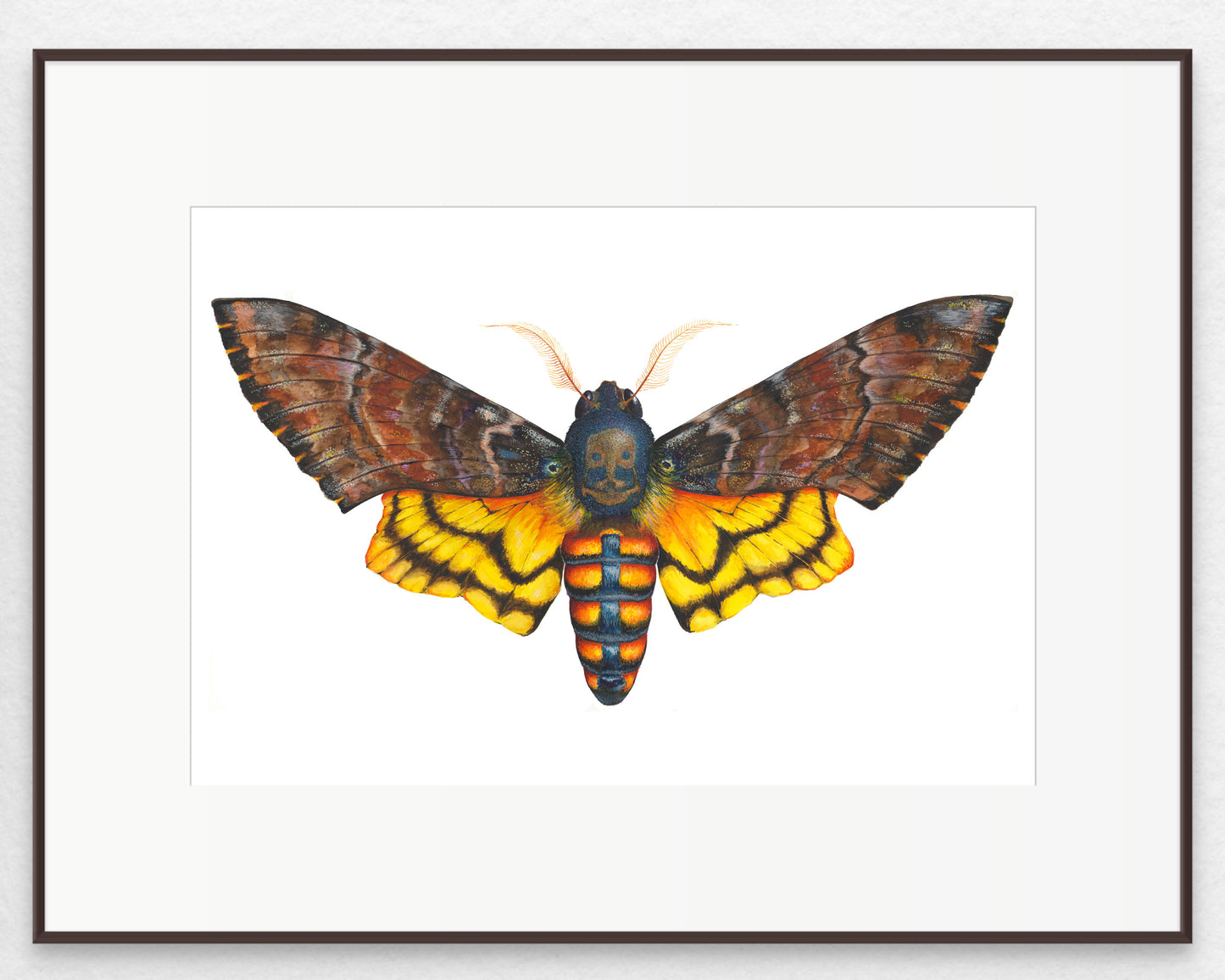 DEATH's HEAD MOTH - giclee print