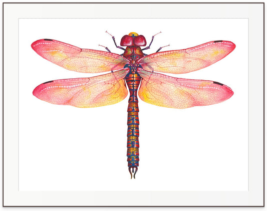 RED DRAGONFLY - original watercolour