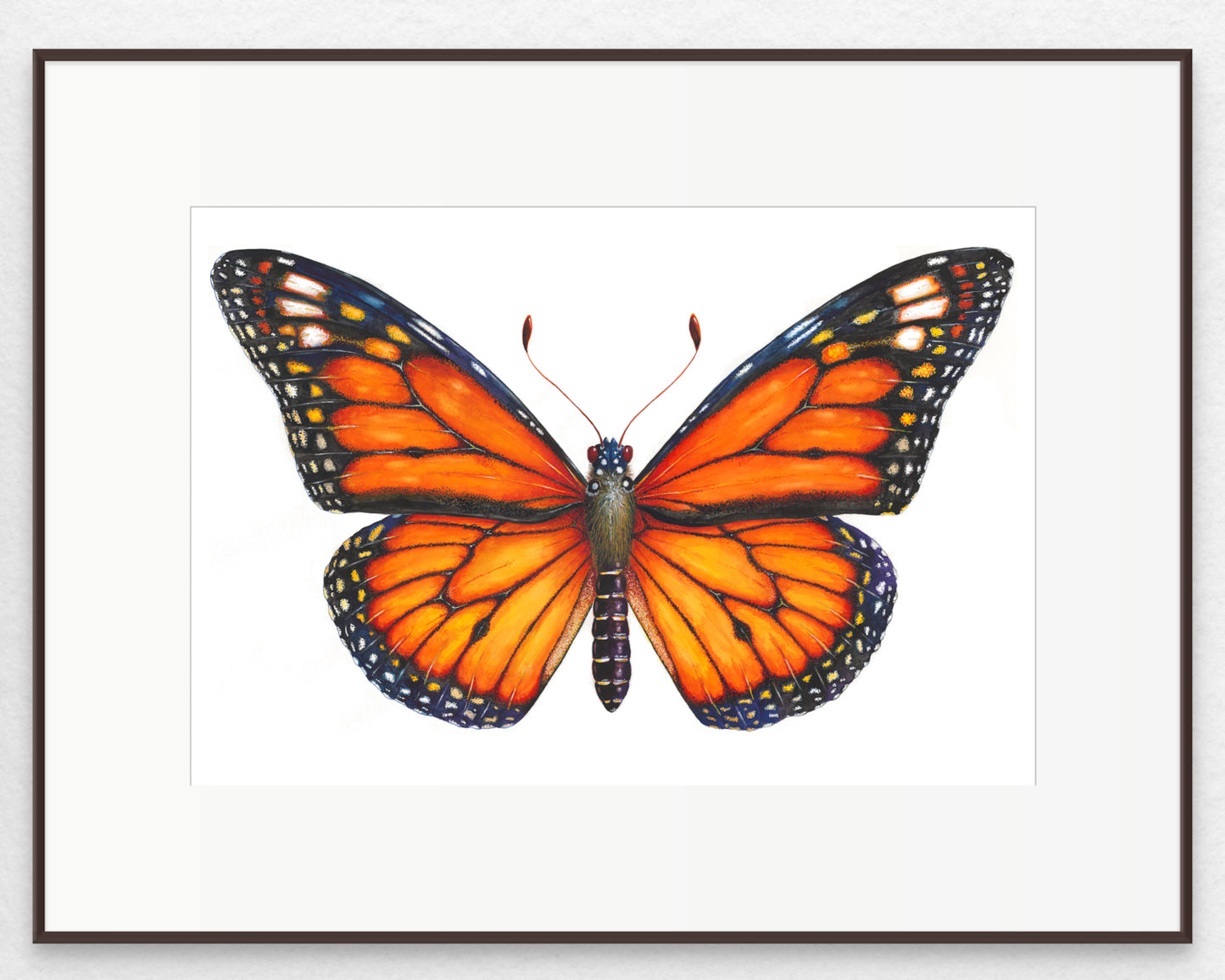 MONARCH BUTTERFLY - original watercolour