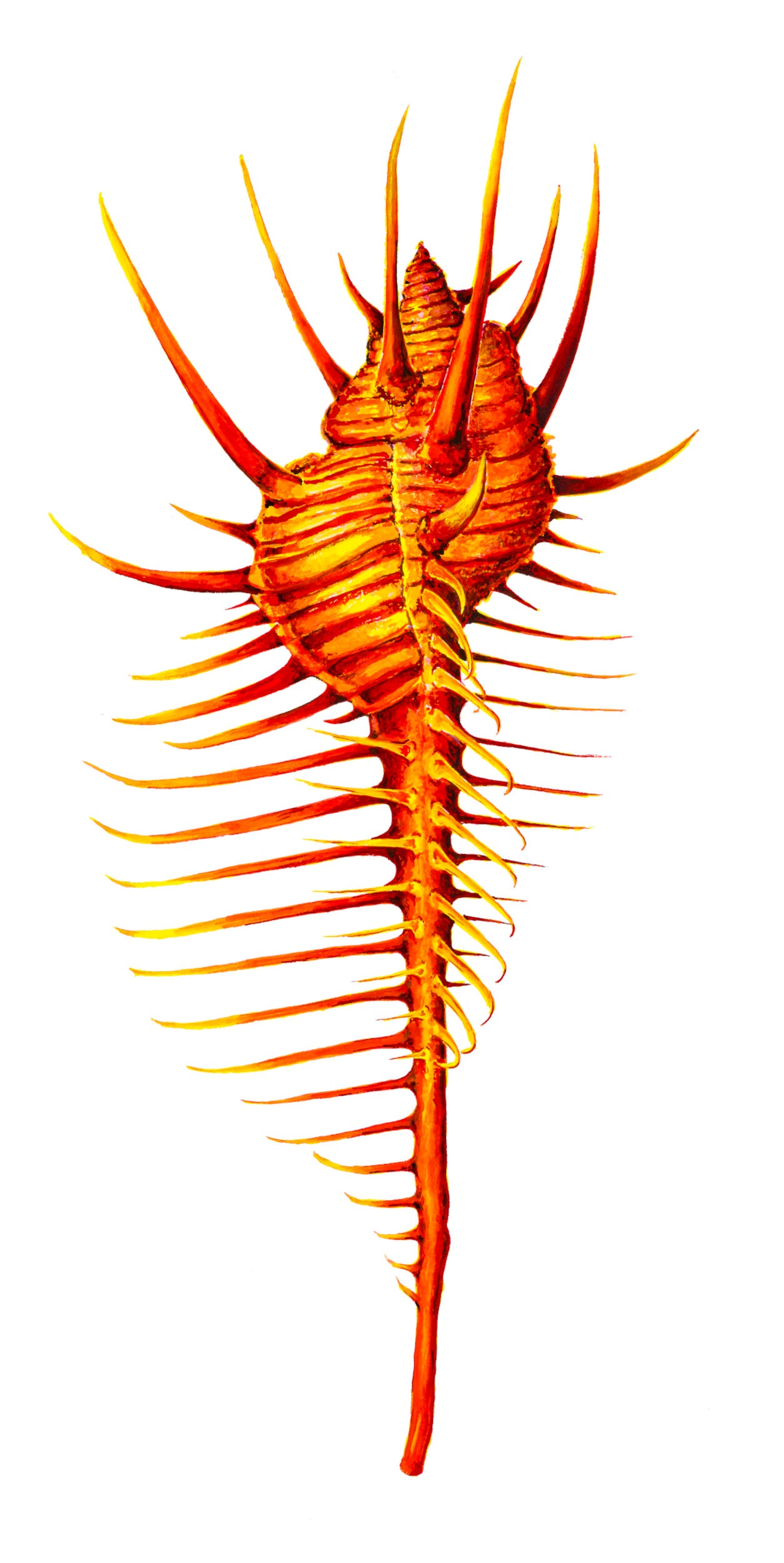 RED VENUS COMB MUREX - giclee print