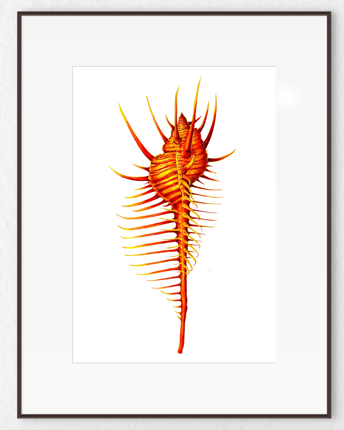 RED VENUS COMB MUREX - giclee print