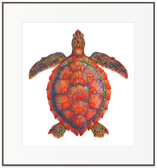 RED SEA TURTLE - original watercolour
