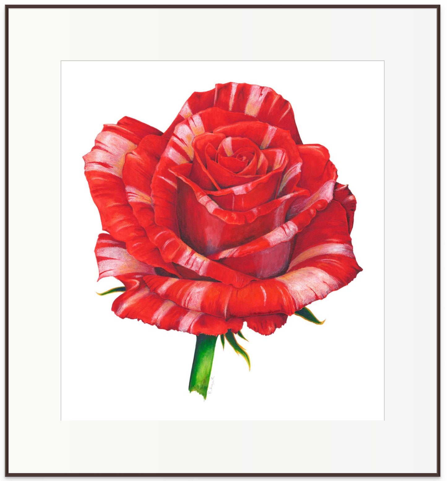 Variegated Red Rose - original watercolour
