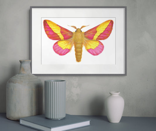 ROSY MAPLE MOTH - giclee print