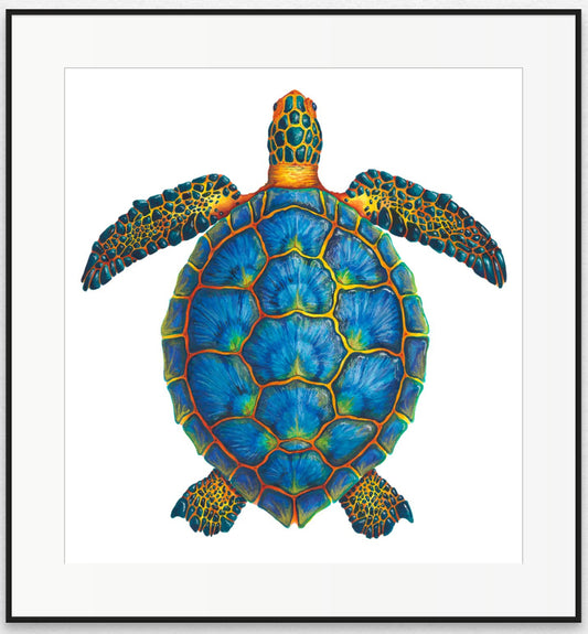 BLUE SEA TURTLE - giclee print