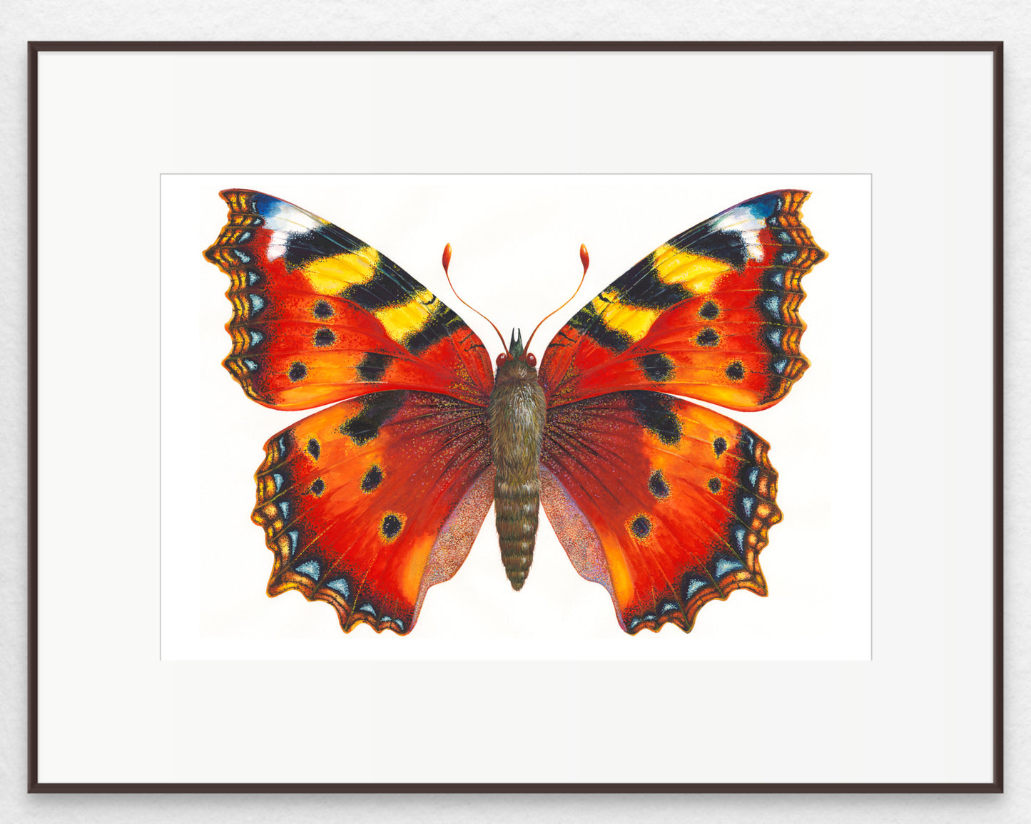 Small Tortoiseshell Butterfly - giclee print