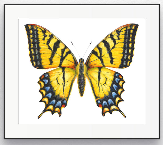 EASTERN TIGER SWALLOWTAIL - giclee print