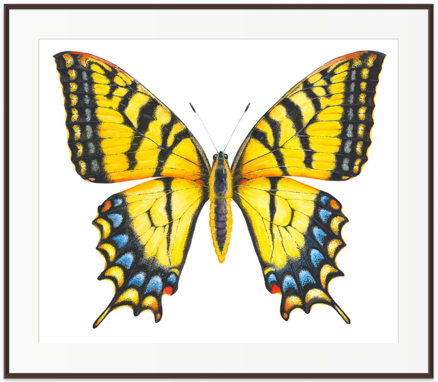 EASTERN TIGER SWALLOWTAIL - original watercolour