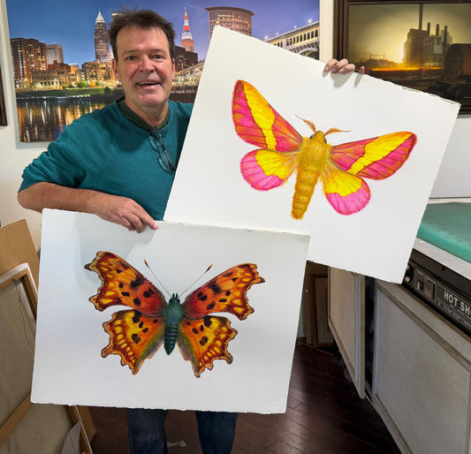 New paintings...Rosy Maple Moth and Comma Butterfly