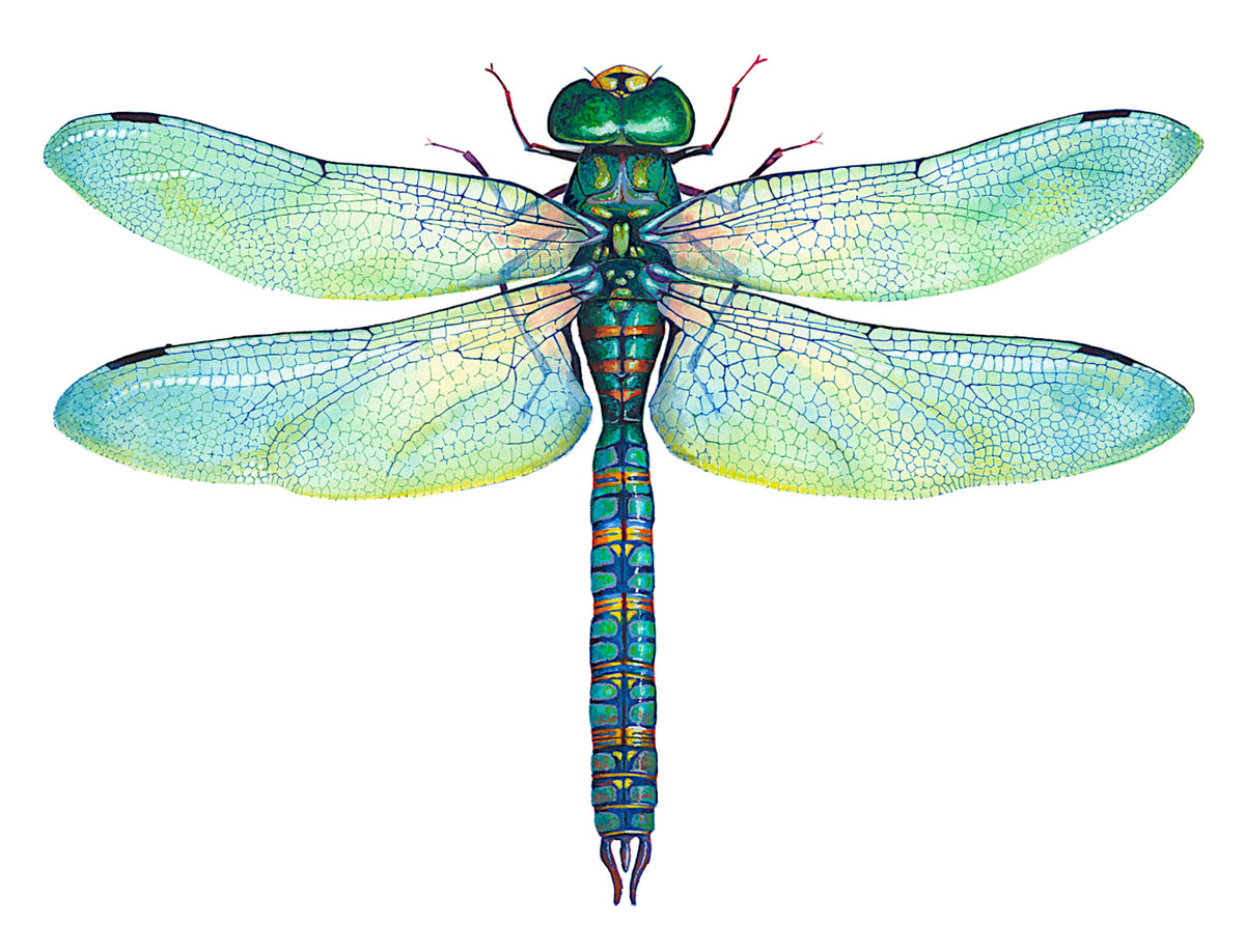 GREEN DRAGONFLY - original watercolour