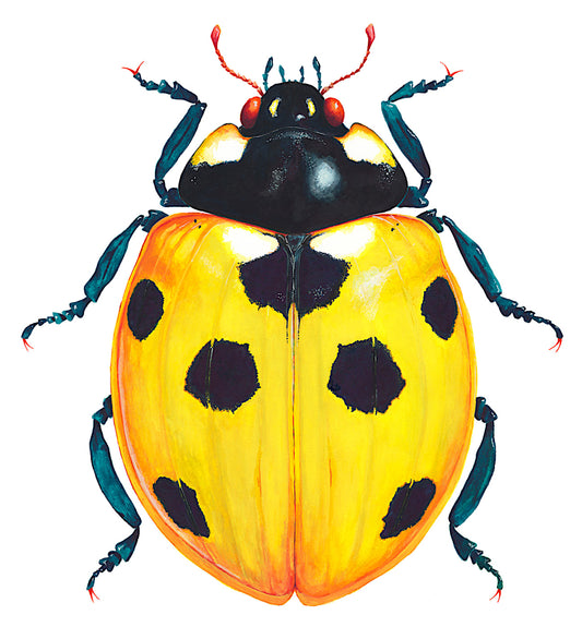 7-SPOT LADYBUG/LADYBIRD - Yellow - original watercolour