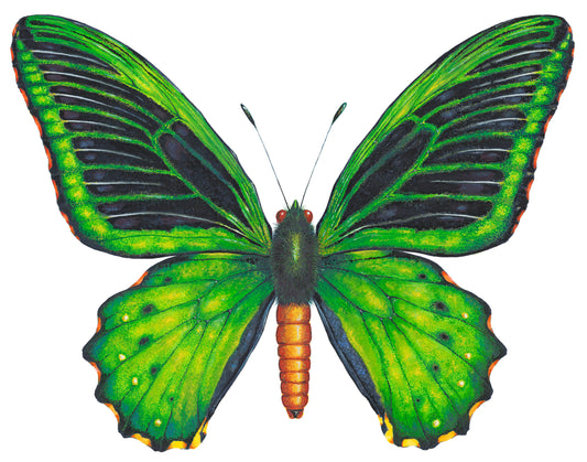 GREEN BIRDWING BUTTERFLY - giclee print