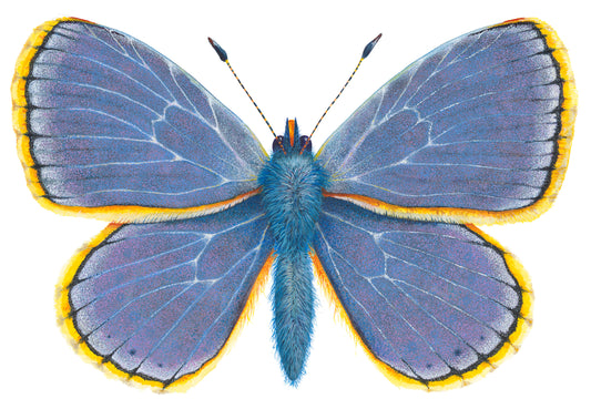 COMMON BLUE BUTTERFLY - giclee print