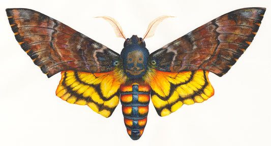 DEATH's HEAD MOTH - giclee print