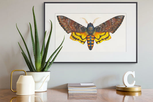DEATH's HEAD MOTH - giclee print