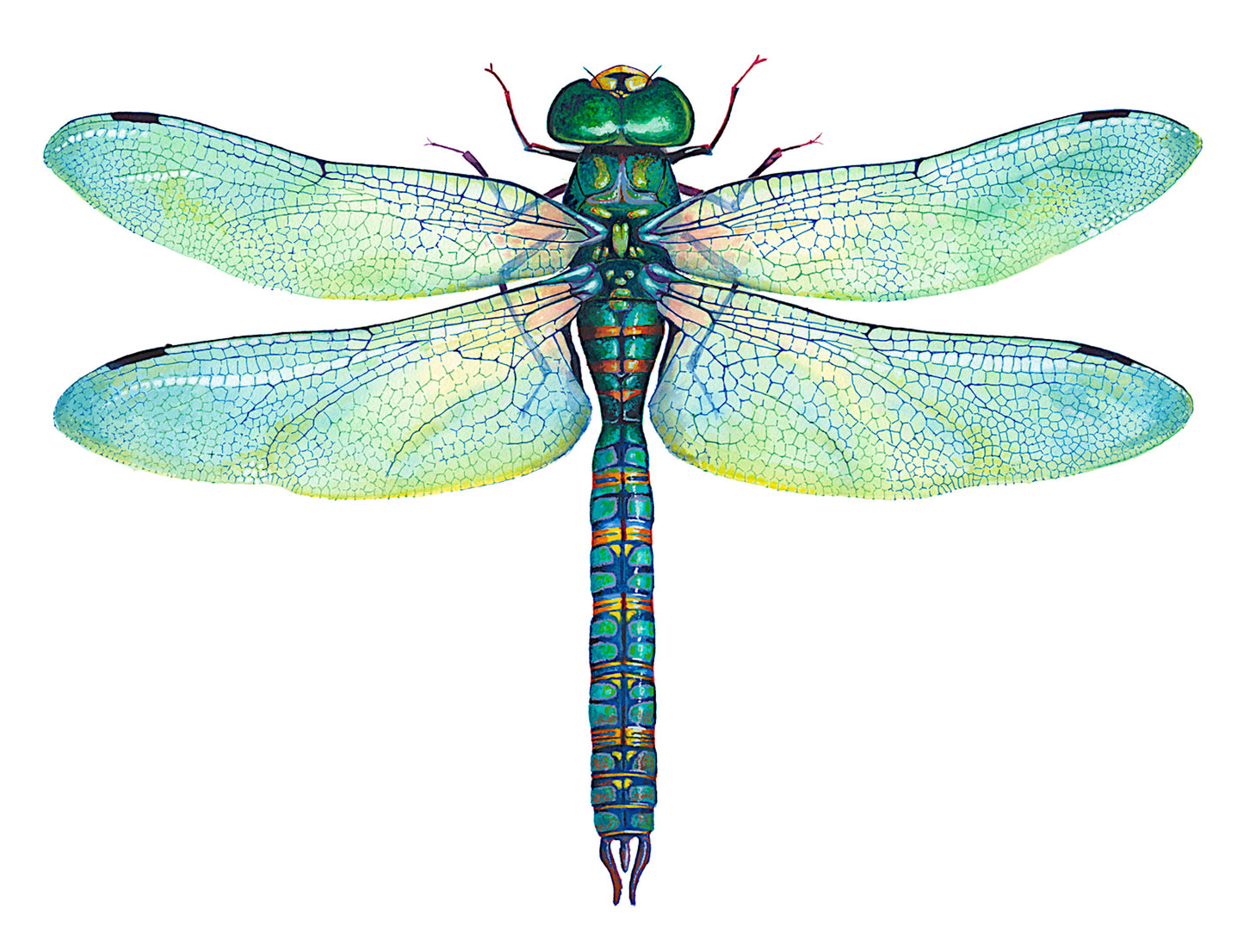 GREEN DRAGONFLY - original watercolour
