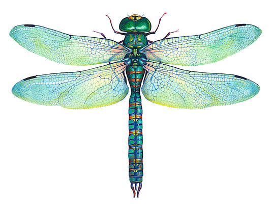 GREEN DRAGONFLY - original watercolour