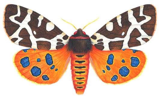 GARDEN TIGER MOTH - original watercolour