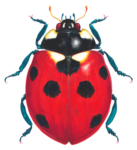 7-SPOT LADYBUG/LADYBIRD - original watercolour