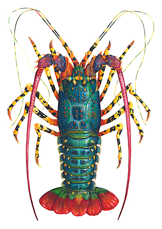 RAINBOW SPINY LOBSTER - original watercolour - 40" tall