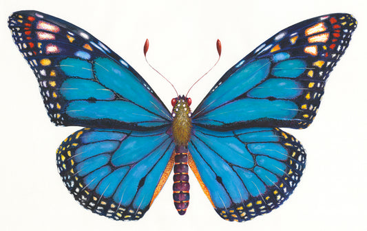 MONARCH BUTTERFLY (BLUE) - original watercolour