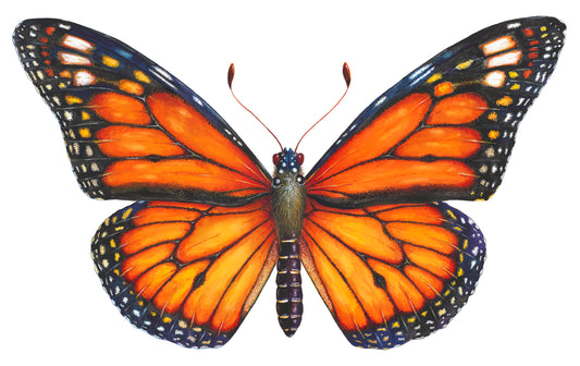 Monarch Butterfly - giclee print