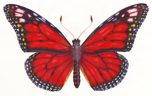 MONARCH BUTTERFLY (RED) - original watercolour