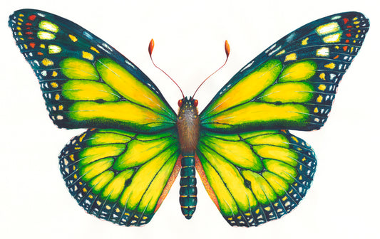 MONARCH BUTTERFLY (YELLOW) - original watercolour