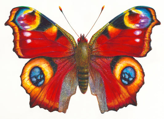 PEACOCK BUTTERFLY - original watercolour