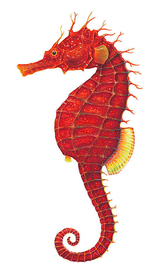 RED SEAHORSE - original watercolour