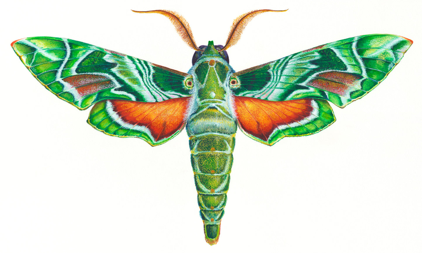 OLEANDER HAWK MOTH - original watercolour