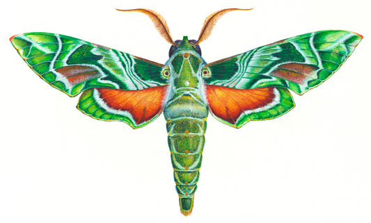 OLEANDER HAWK MOTH - original watercolour