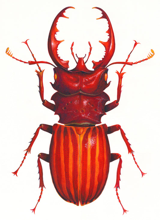 Red Stag Beetle - original watercolour