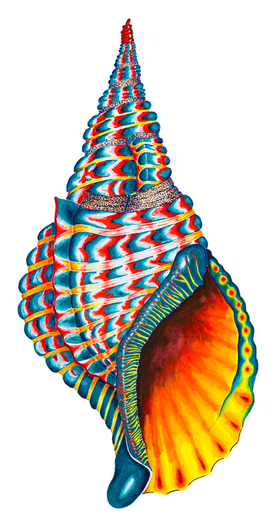 TEAL TRITON SHELL - original watercolour