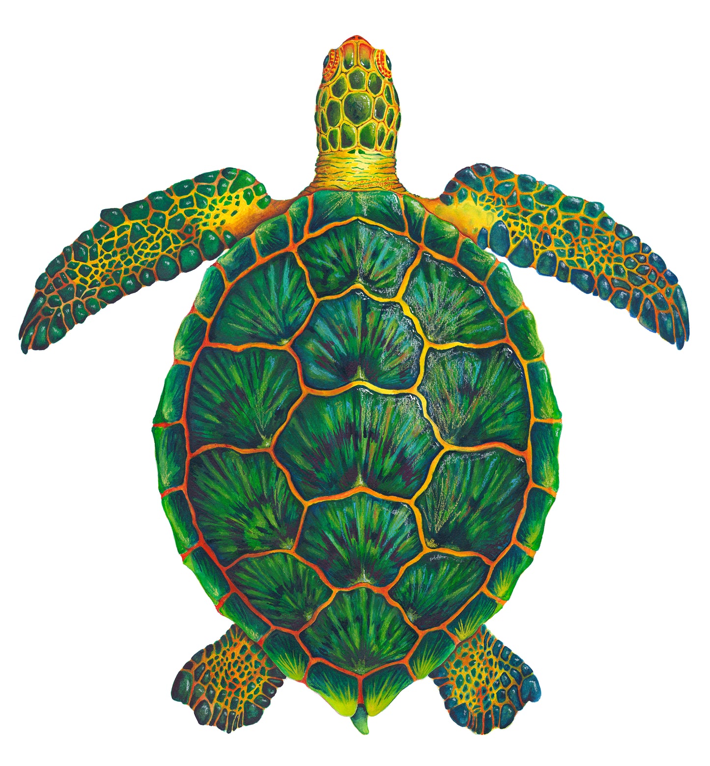 GREEN SEA TURTLE - giclee print