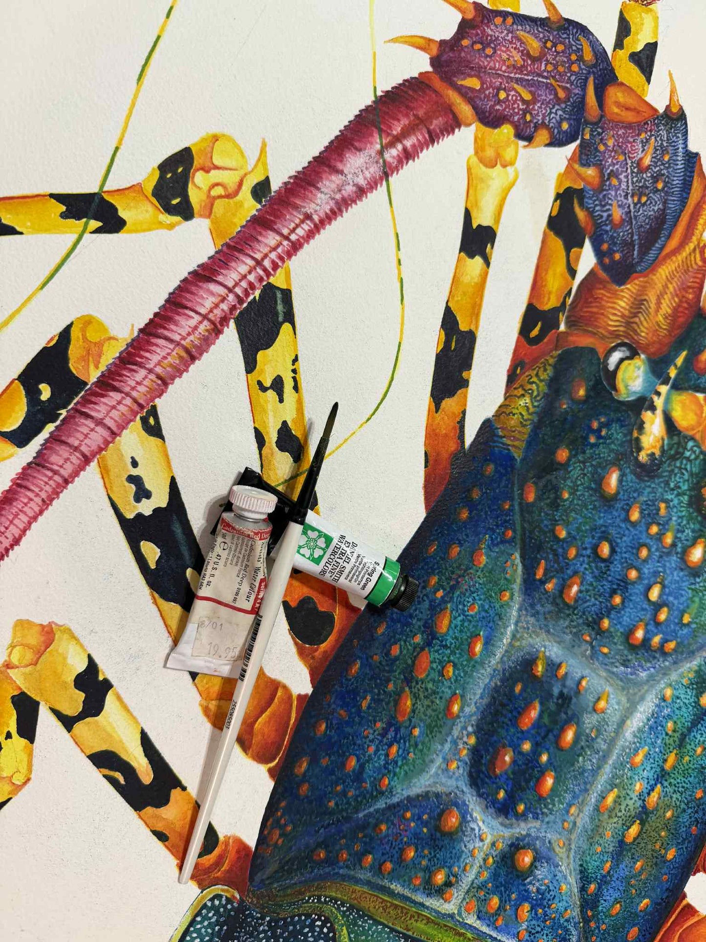 RAINBOW SPINY LOBSTER - original watercolour - 40" tall