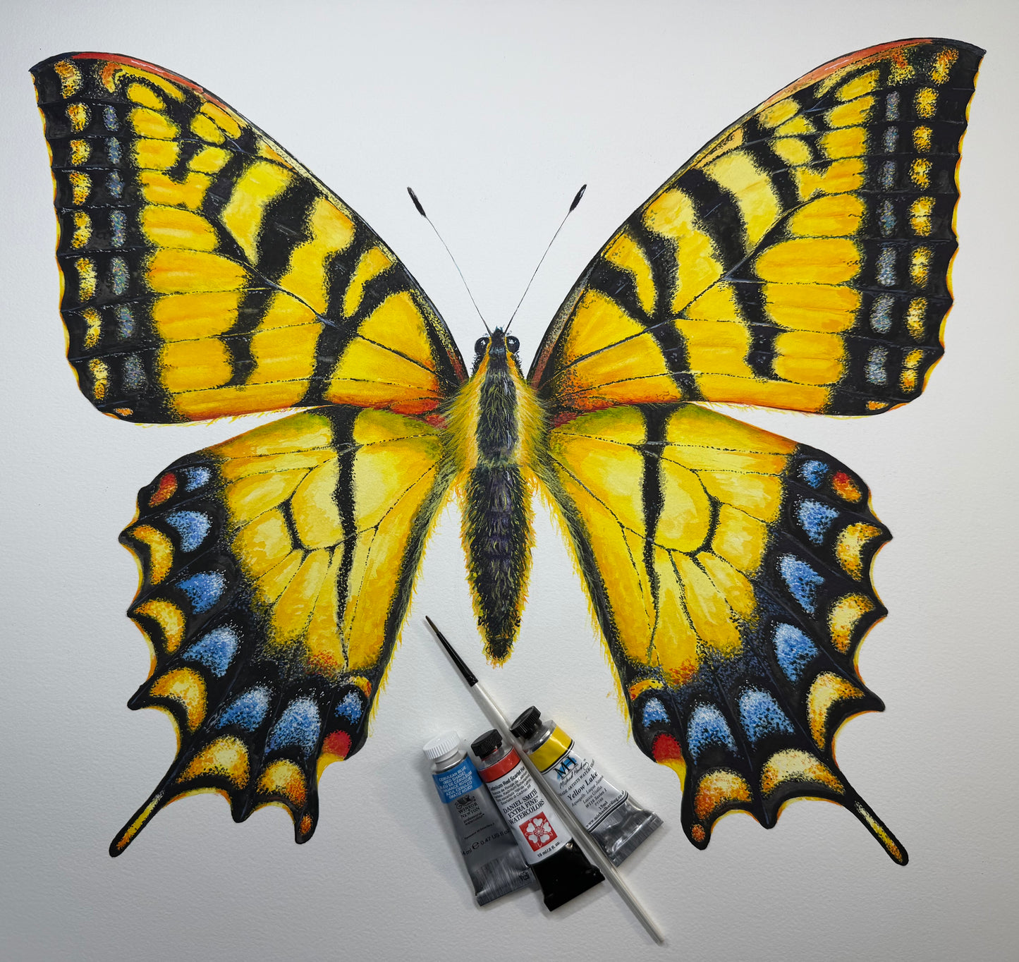 EASTERN TIGER SWALLOWTAIL new version - original watercolour