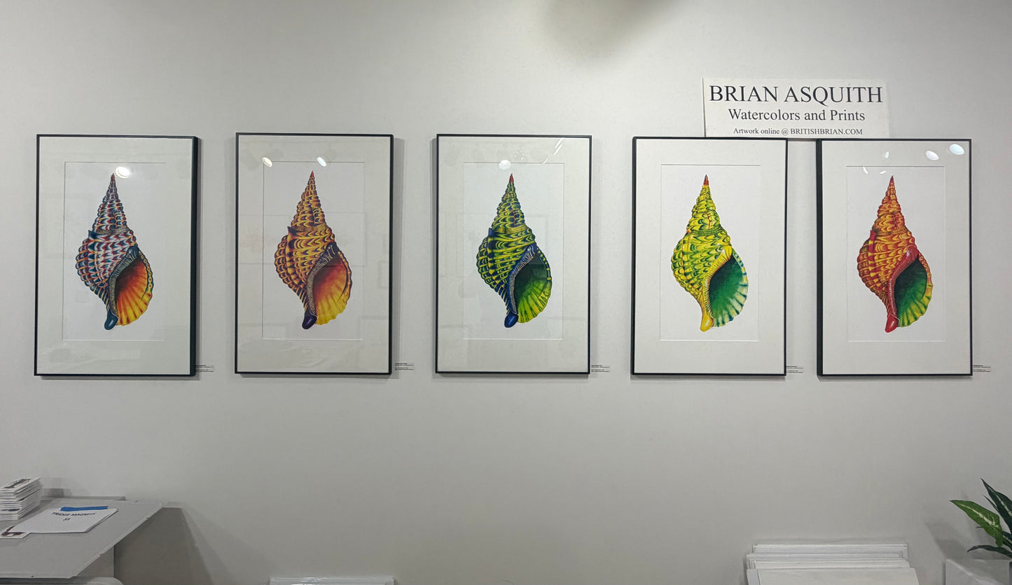 YELLOW TRITON SHELL - original watercolour