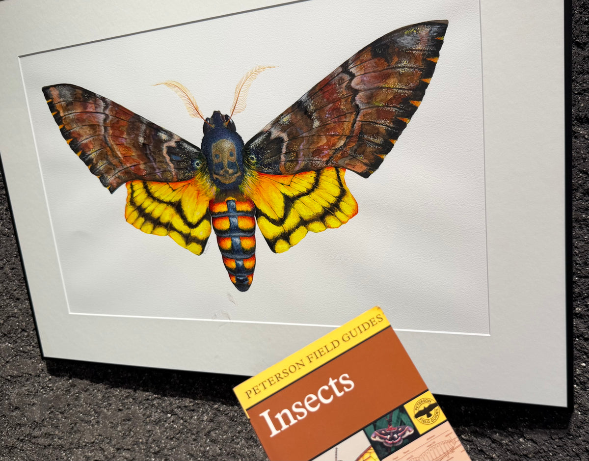 DEATH'S HEAD MOTH - original watercolour