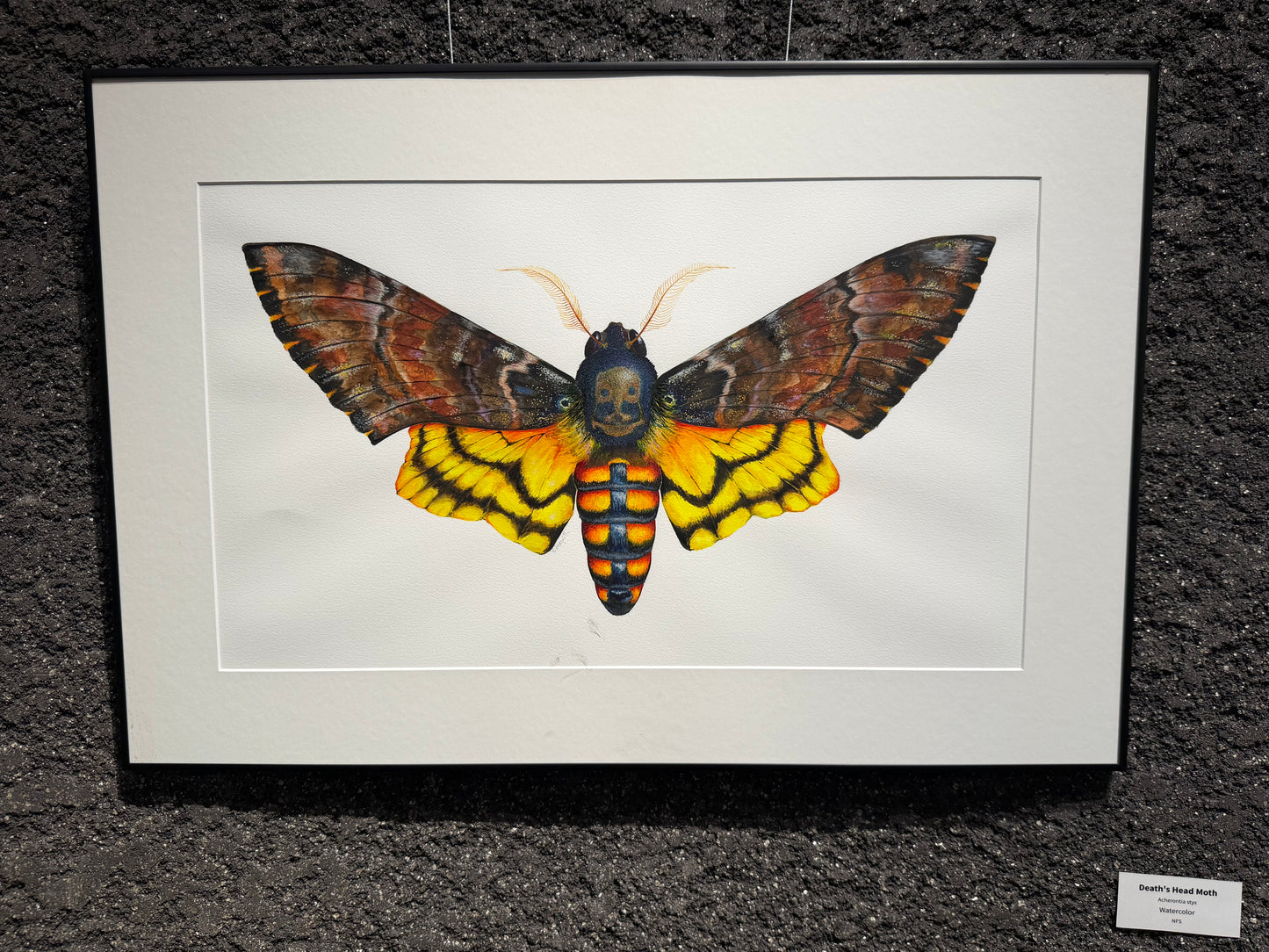 DEATH'S HEAD MOTH - original watercolour