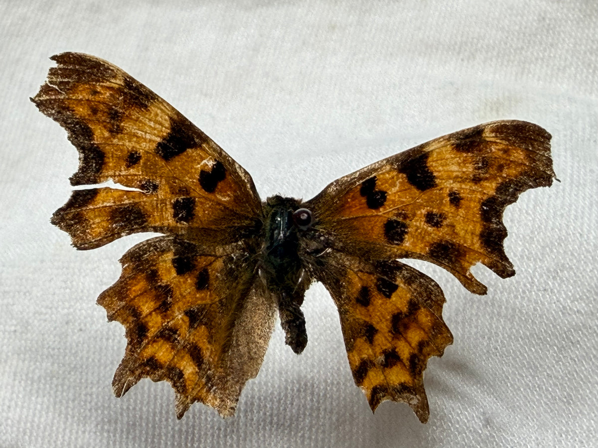 COMMA BUTTERFLY - original watercolour
